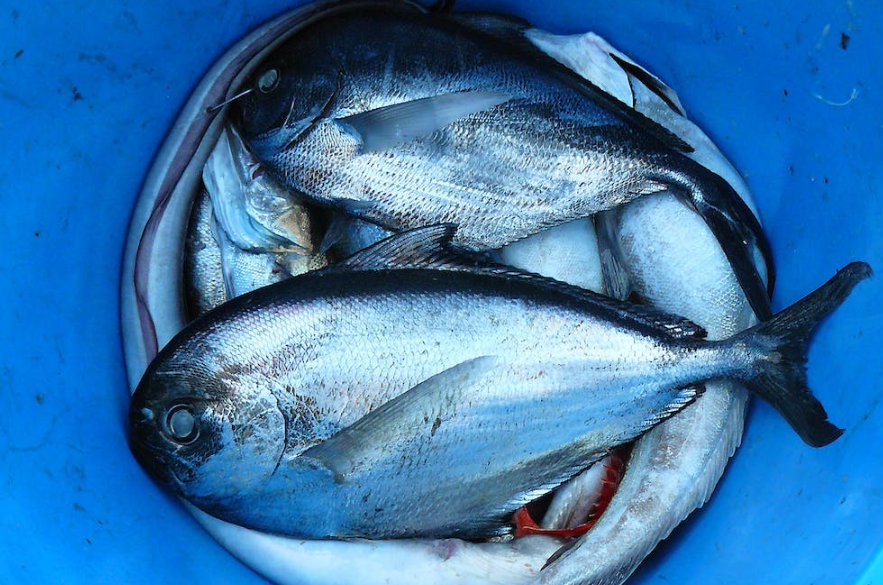 Peces Plateados Y Negros Dentro De Un Recipiente De Plástico Azul